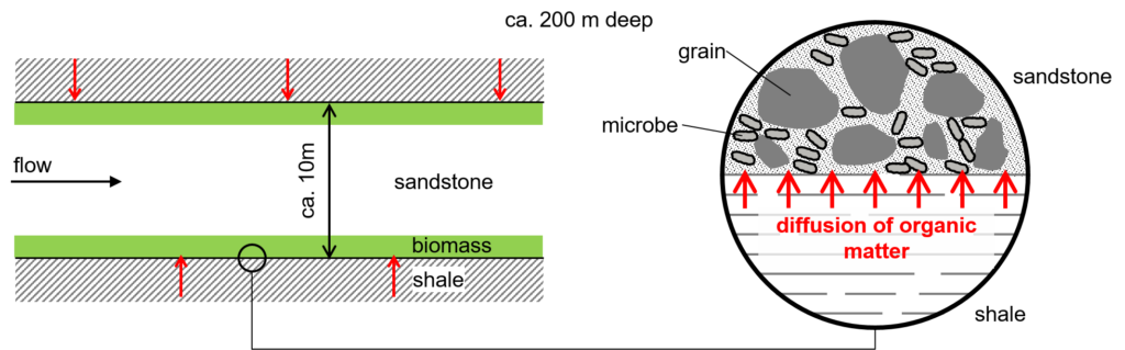 Biomass at material interface in subsurface