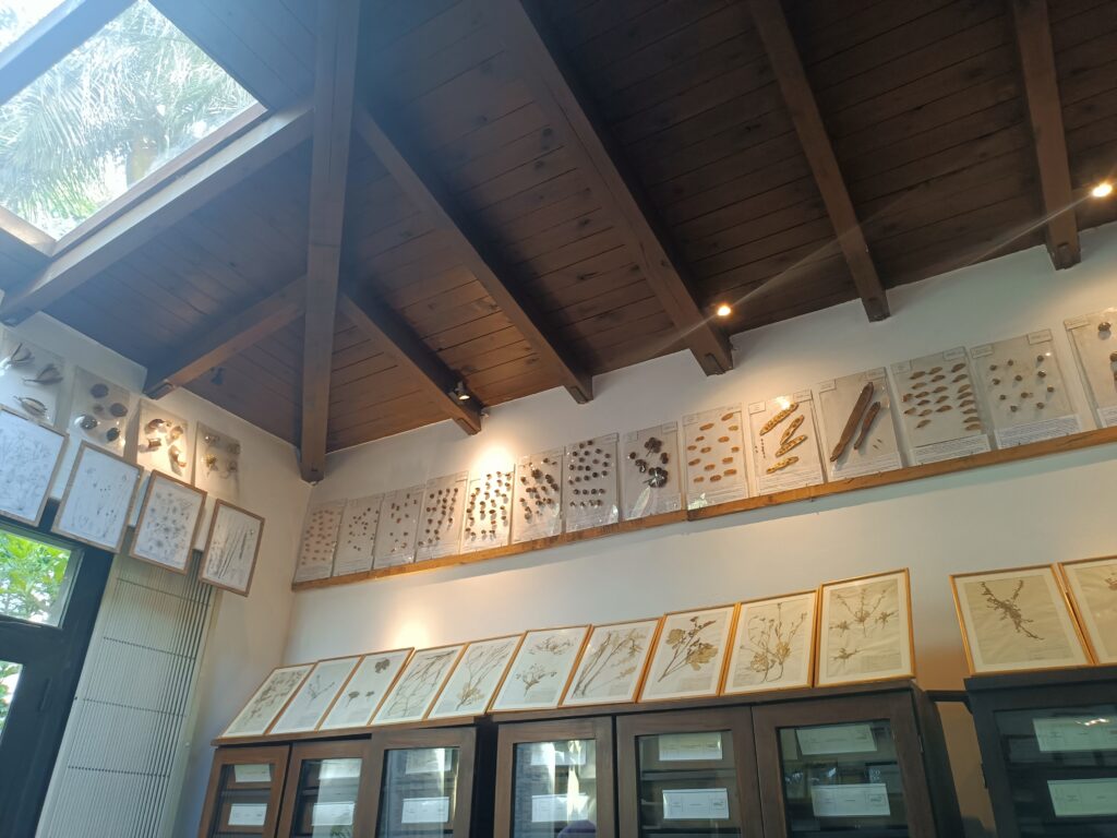 Historische Pflanzen- und Samenpräparate sowie botanische Zeichnungen in einer Sammlung des Herbariums im Botanischen Garten von Kairo.